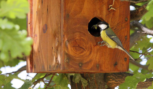 Conferencia casas para pájaros. Miércoles 10.15 h.