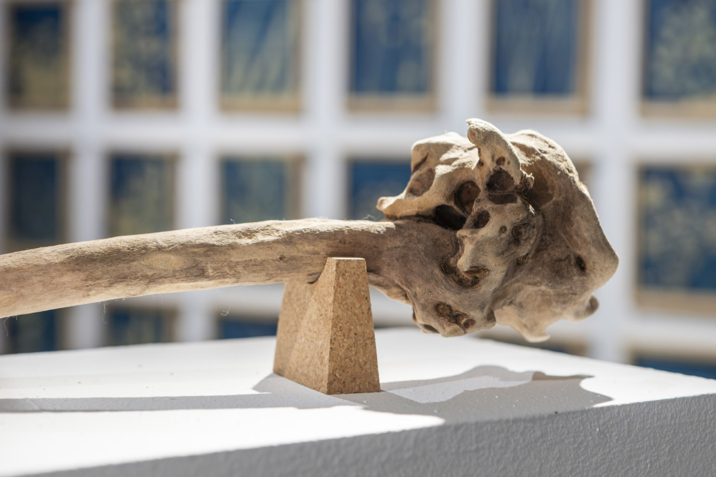 Inaugurada la exposición DISEÑO BIOFÍLICO